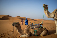 Camels at rest in Sahara